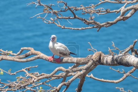 Photo for Red footed bobbies watching the area from the tree - Royalty Free Image