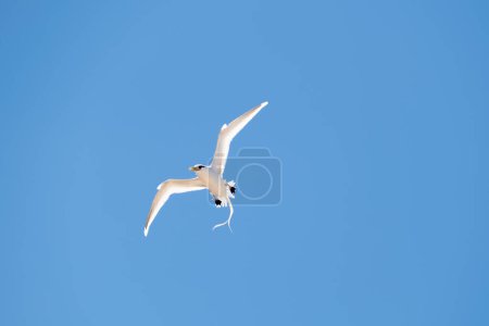 Téléchargez les photos : Oiseau tropique à queue blanche - Phaethon lepturus dorotheae - volant dans le ciel bleu sur l'île Fernando de Noronha au Brésil - en image libre de droit