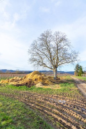 Photo for Vineyard in winter time with small grapes, dung heap and leaveless tree under blue sky - Royalty Free Image