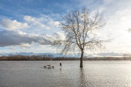 Foto de Inundación en el río Rin en Eltville, Hesse, Alemania con banco en el agua - Imagen libre de derechos