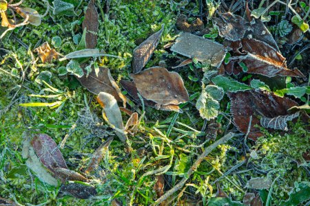 Téléchargez les photos : Fond de feuilles congelées comme fond de stillife harmonique symbolisant l'hiver - en image libre de droit