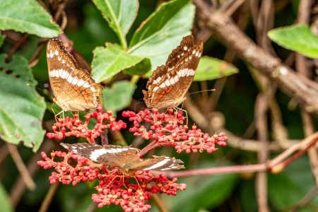 Foto de Tres mariposas almirantes en un brote floreciente comiendo en la selva - Imagen libre de derechos
