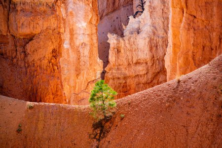 Téléchargez les photos : Vue panoramique sur les hoodoos et les rochers du canyon de Bryce - en image libre de droit