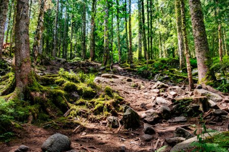 Téléchargez les photos : Forêt pittoresque dans la région des Vosges en France sur le chemin de la montagne Hoheneck dans la vieille forêt - en image libre de droit