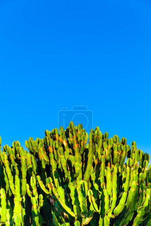 Téléchargez les photos : Cactus vert avec ciel bleu - en image libre de droit