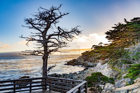 Téléchargez les photos : Vue sur la côte à Pebble Beach et Lone Cypress Tree iat 27 mile en voiture, Pebble Beach - en image libre de droit