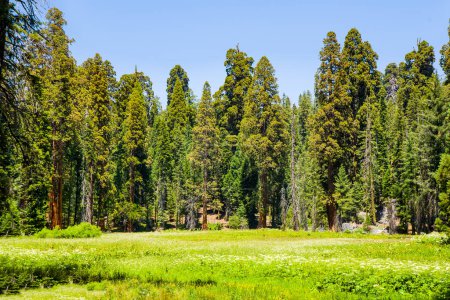 Téléchargez les photos : Grands et grands séquoias dans le magnifique parc national de séquoias - en image libre de droit