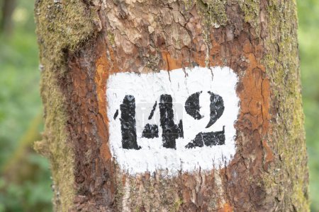 Photo for Number 142 painted at the old tree in the forest in the vosges region, France - Royalty Free Image