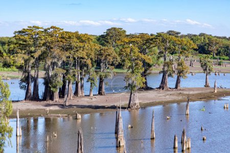 Lake Bigeaux under blue skies and white clouds in Louisiana with dead trees in swamp area