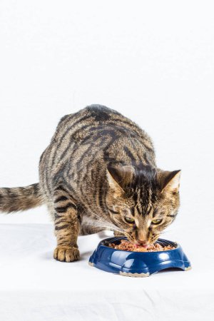 Photo for Two hungry cats have their meal - Royalty Free Image