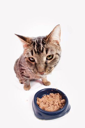 Foto de Gato hambriento comiendo del tazón de comida - Imagen libre de derechos