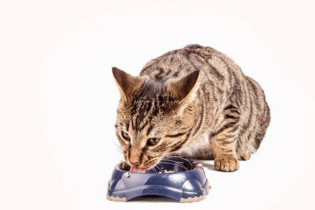 Foto de Gato hambriento lindo comiendo del tazón de comida - Imagen libre de derechos