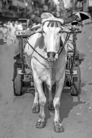Foto de La carta de bueyes es un transporte de carga común en las estrechas calles de la vieja Delhi. - Imagen libre de derechos