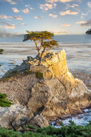 Foto de Pebble Beach, Estados Unidos - 26 de julio de 2008: The Lone Cypress Tree en Pebble Beach, California en Monterey, Estados Unidos. El ciprés, que tiene alrededor de 250 años de antigüedad, es uno de los monumentos más característicos de California. - Imagen libre de derechos