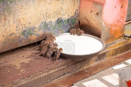 Ratten trinken Milch für sie in Karni Mata, Rattentempel, Deshnoke in der Nähe von Bikaner, Indien. Als Reinkarnationen der männlichen Nachkommen der Karni Mata werden die Ratten im Tempel verehrt
