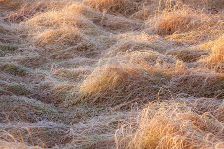 Téléchargez les photos : Plantes congelées dans la prairie avec contre-jour en hiver - en image libre de droit