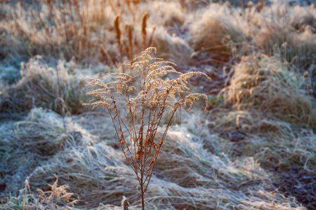 Téléchargez les photos : Plantes congelées dans la prairie avec contre-jour en hiver - en image libre de droit