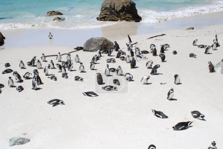 Photo for Many Penguins in the in the Boulders Beach Nature Reserve. Cape Town, South Africa - Royalty Free Image