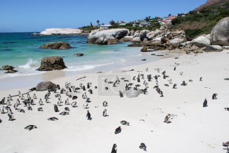 muchos pingüinos en la Reserva Natural de Boulders Beach. Ciudad del Cabo, Sudáfrica