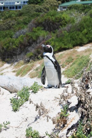 muchos pingüinos en la Reserva Natural de Boulders Beach. Ciudad del Cabo, Sudáfrica