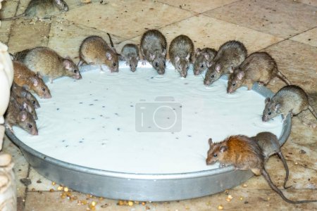 Foto de Las ratas que bebían leche les proporcionaban en Karni Mata, Rat Temple, Deshnoke, cerca de Bikaner, India. Se cree que son reencarnaciones de la descendencia masculina de Karni Mata. Las ratas son veneradas en el templo. - Imagen libre de derechos
