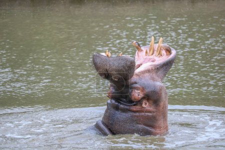 Großes Nilpferd am Fluss schreit mit offenem Maul