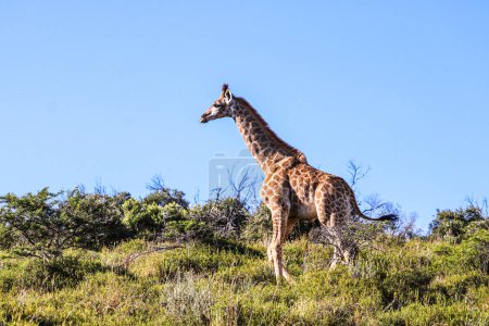 Photo for Portrait of gmidage iraffe in the national park - Royalty Free Image