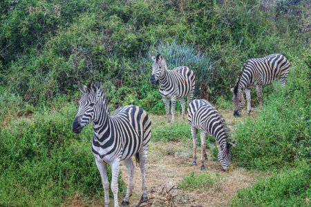 Aussichtsreiche Zebraherde im Nationalpark in Südafrika