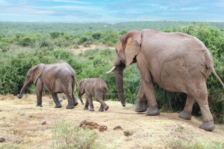 Téléchargez les photos : Grand éléphant dans le parc national en regardant les touristes - en image libre de droit