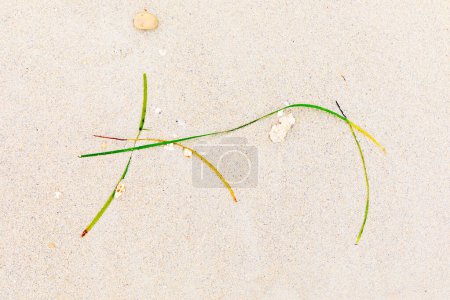 detailed background of shells and seagrass at the beach giving a Wabi Sabi feeling of the picture compositioh in japanese style