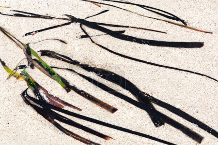 Téléchargez les photos : Fond détaillé de coquillages et d'herbe marine à la plage donnant un sentiment Wabi Sabi de la composition de l'image dans le style japonais - en image libre de droit