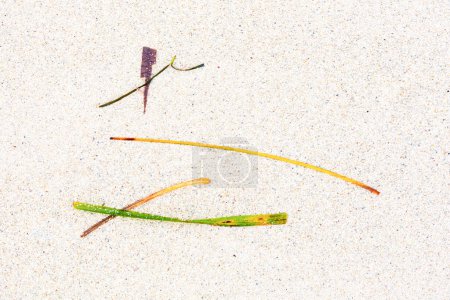 Detaillierter Hintergrund von Muscheln und Seegras am Strand, der ein Wabi Sabi Gefühl der Bildkomposition im japanischen Stil vermittelt