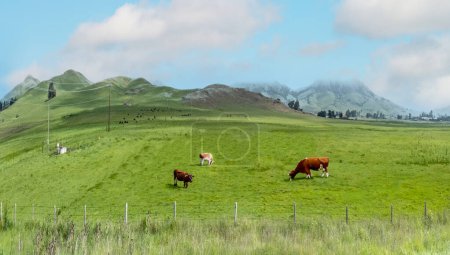 Weidende Kühe auf einer grünen Weide in der Nähe von Oxnard, Kalifornien mit frischem grünen Gras im Frühling, USA