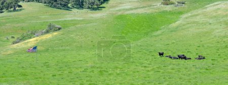 vacas asando en prado en California, Big Sur, Cabrillo Highway con bandera de estrellas y rayas en el prado, EE.UU.