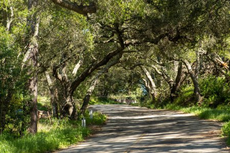malerische kleine Allee im Ynez-Tal bei Solvang, Kalifornien, USA mit alten Bäumen