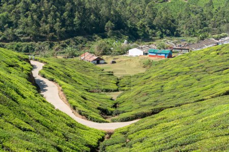 Téléchargez les photos : Scenic view to tea fields in Munnar, the highlands of Anamudi Shola national park, Kerala, India with small road and tea plantation - en image libre de droit