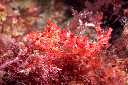 A skittish and elusive crevice kelpfish hides amongst a patch of red algae on a reef at California's Channel Islands