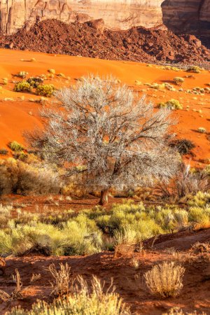 A cottonwood tree growing in the midst of orange dirt and sand in Monument Valley.