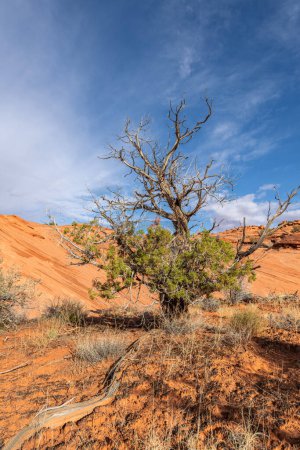 Ein einsamer Eisenholzbaum beim Wandern in den abgelegenen Gegenden des Monument Valley Navajo Tribal Park