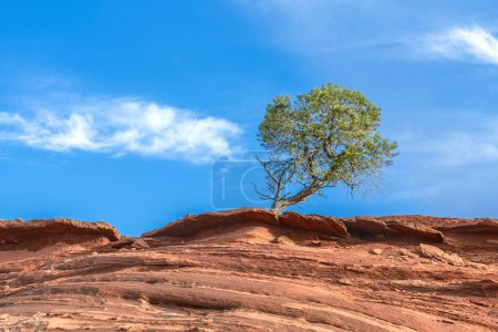 Un árbol de madera de hierro creciendo en una cornisa de piedra arenisca en el corazón de Monument Valley, Arizona.