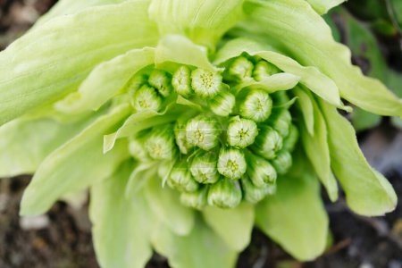 Photo for Close up of butterbur sprout from the ground - Royalty Free Image
