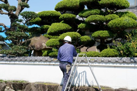 Téléchargez les photos : KAGAWA, JAPON - 24 JUILLET 2023 : jardinier professionnel japonais taille un arbre de jardin avec escabeau dans une maison de style japonais, Kagawa, Japon. - en image libre de droit