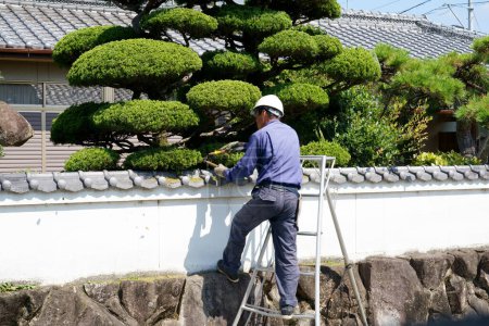 Photo for KAGAWA, JAPAN - JULY 24 2023: Japanese professional gardener pruning a garden tree with stepladder at Japanese-style house, Kagawa, Japan. - Royalty Free Image