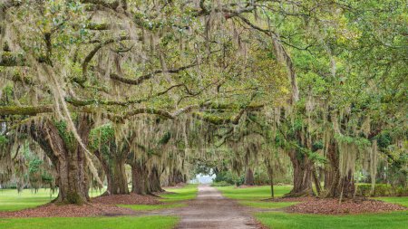  Oak tree lined road in Savannah in Georgia. Beautiful, romantic avenue.