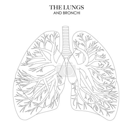 Téléchargez les illustrations : Structure anatomique des poumons et des bronches illustration en noir et blanc. Art linéaire non étiqueté pour la coloration et l'apprentissage - en licence libre de droit