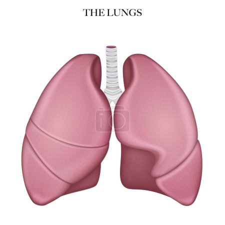 Photo for Lungs anatomy structure colorful illustration - Royalty Free Image