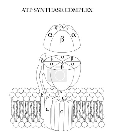 Illustration for The ATP synthase (complex V) black and white line art illustration for coloring and learning. - Royalty Free Image