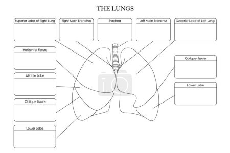 Photo for Lungs anatomy structure black and white illustration. Labeled line art for coloring, learning and notes - Royalty Free Image
