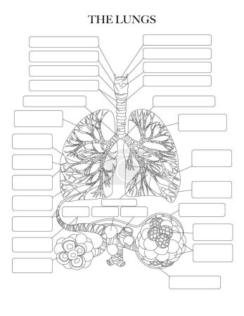 Téléchargez les illustrations : Structure anatomique des poumons, des bronches et des alvéoles illustration noir et blanc. Art linéaire non étiqueté pour la coloration et l'apprentissage - en licence libre de droit