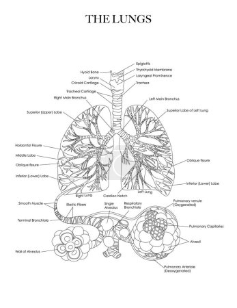 Photo for Lungs, Bronchi and Alveoli anatomy structure black and white labeled diagram for coloring. - Royalty Free Image